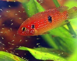 Hemichromis Guttatus 4-5Cm