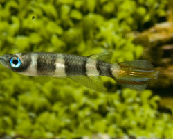 Epiplatys Annulatus L