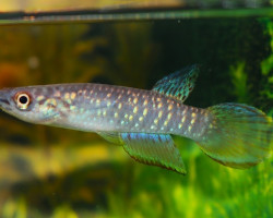Epiplatys Fasciolatus L
