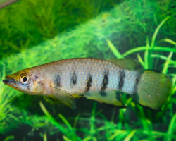 Epiplatys Dageti M/L