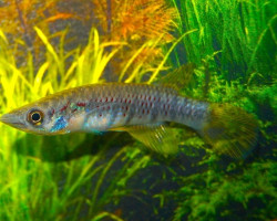 Epiplatys Grahami M