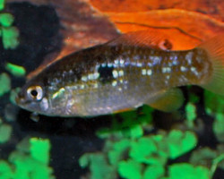 Jordanella Floridae M