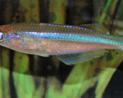 Lamprichthys Tanganicanus M