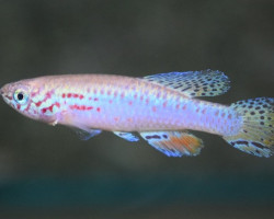 Fundulopanchax Filamentosus L