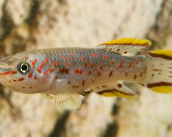 Aphyosemion Gardneri M