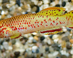 Aphyosemion Gardneri Gold M