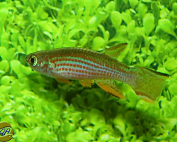 Aphyosemion Striatum M