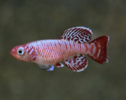 Nothobranchius Eggersi L