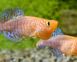 Nothobranchius Rachovii L