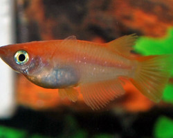 Oryzias Latipes Orange S/M