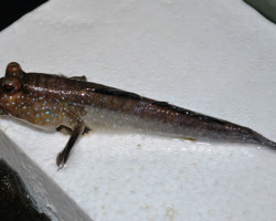 Periophthalmus Barbarus  L