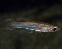 Poropanchax Luxophthalmus  L