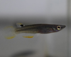 Aplocheilus Panchax L