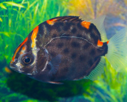 Scatophagus Argus Red M