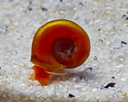 Planorbarius Corneus Red