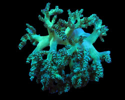 Capnella Spp. (Jakarta) M