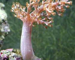Capnella Spp. (Kenya) Xs