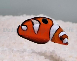 Coris Formosa M
