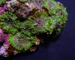 Discosoma Marmoratus (Marmer) Ml