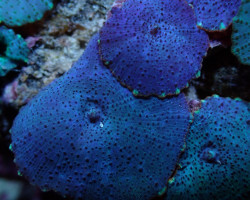 Discosoma Spp. (Blue) (Grade A) S