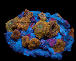 Discosoma Spp. (Special Selected) Ml