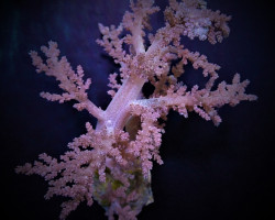 Lithophyton Spp. Ml