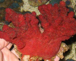 Nephthyiogorgia Spp. M