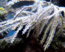 Pterogorgia Spp. Ml