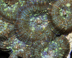 Rhodactis Inchoata (Common) Ml