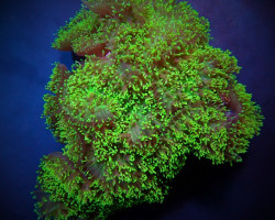 Rhodactis Indosinensis (Green) L