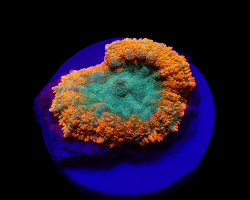 Rhodactis Spp. (Orange) (Premium) (1 Ear) M