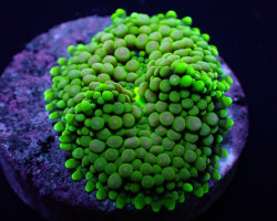 Ricordea Florida (Green-Blue) (1 Ear) M
