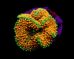Ricordea Florida (Orange-Red) (1 Ear) M