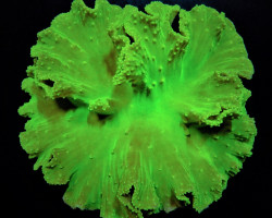 Sinularia Dura (Green) M