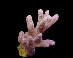 Sinularia Mollis S