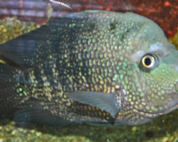 Cichlasoma Octofasciatum 7,5-10