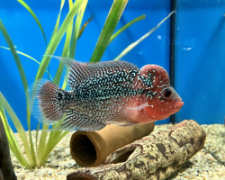 Cichlasoma Sp. Flowerhorn 5-6Cm