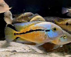 Cichlasoma/Hypsophrys Nicaraguensis 6-7