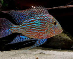 Geophagus Sveni Rio Parana 3,5-4