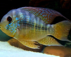 Gymnogeophagus Balsanii 6-7