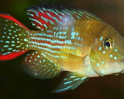 Gymnogeophagus Rhabdotus 3-3,5Cm