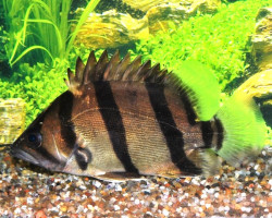 Datnioides Microlepis S/M