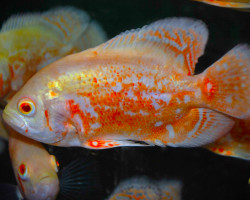 Astronotus Ocellatus Albino S/M
