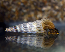 Tylomelania Marwotoae M
