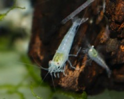 Caridina Pareparensis Parvidentata S