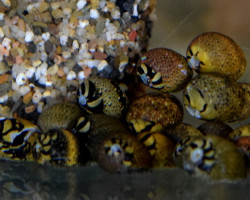 Neritina Sp. Mix M