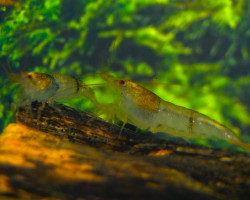 Caridina Cf. Breviata M