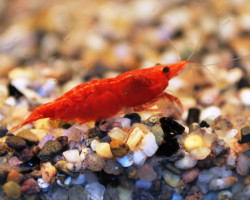 Neocaridina Heteropoda "Red Fire" S