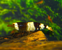 Car. Cantonensis Crystal Black S