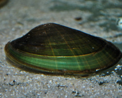 Uniandra Contadens M